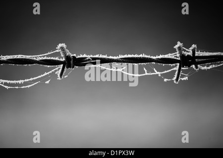 Stacheldraht mit Spinnweben an einem frostigen Morgen Stockfoto