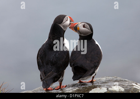 Papageientaucher Antippen Schnäbel auf der Isle of Lunga, Schottland Stockfoto