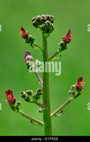 Wasser aus, ein Feuchtgebiet wilde Blume UK Stockfoto