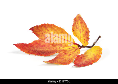im Herbst bunt Blatt isoliert auf weißem Hintergrund closeup Stockfoto