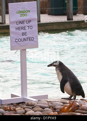 ZSL London Zoo. Regents Park, London, UK. 3. Januar 2013. Ein Pinguin reiht sich als Hüter der jährlichen Bestandsaufnahme im Londoner Zoo, durchzuführen, die mehr als 18.000 Tiere hat. Bildnachweis: Jeff Gilbert / Alamy Live News Stockfoto
