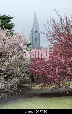 Wolkenkratzer und Kirsche Bäume in voller Blüte zu Shinjuku Gyōen Nationalgarten, Shinjuku Park. Stockfoto