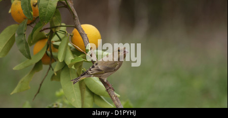 Europäischen Grünfink (Zuchtjahr Chloris), einem kleinen passerine Vogel Stockfoto