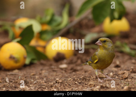 Europäischen Grünfink (Zuchtjahr Chloris), ein kleiner Botaniker Stockfoto