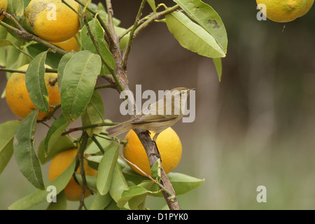 Europäischen Grünfink (Zuchtjahr Chloris), einem kleinen passerine Vogel Stockfoto