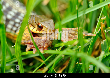 Gemeinsamen Garter Snake (Thamnophis Sirtalis) schlucken Kröte auf Rasen, Greater Sudbury, Ontario, Kanada Stockfoto