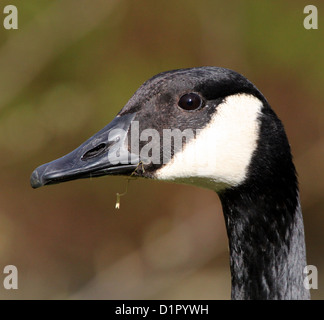 Close-up Portrait von Kopf und Oberkörper eines Kanada oder Kanadische Gans (Branta Canadensis) Stockfoto