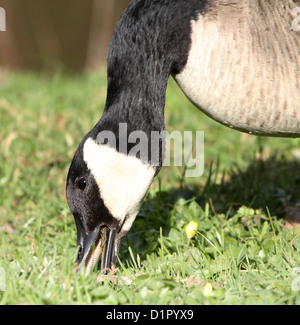 Nahaufnahme eines Kanada oder Kanadische Gans (Branta Canadensis) auf Nahrungssuche in eine Wiese Stockfoto