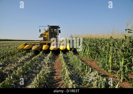 Ein John Deere Mais-Picker in einem Kornfeld reif für die Ernte. Fotografiert in Israel, Golan-Höhen Stockfoto