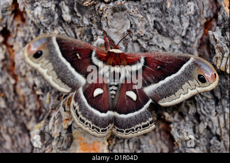 Cecropia Motte (Hyalophora cecropia), Yellowstone National Park, Wyoming, USA Stockfoto