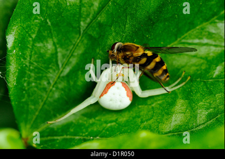 Goldrute Spinne (Misumena vatia) Fütterung auf beefly erfasst, Ontario, Kanada Stockfoto