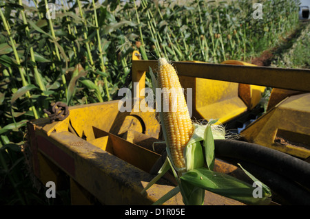 Ein John Deere Mais-Picker in einem Kornfeld reif für die Ernte. Fotografiert in Israel, Golan-Höhen Stockfoto