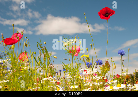 Wild Flowers Stockfoto