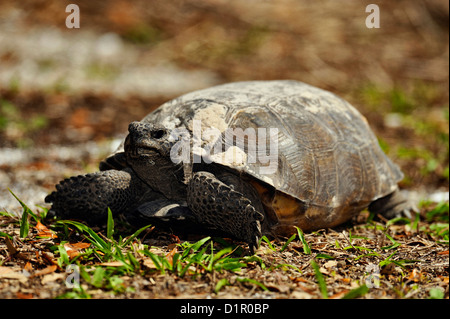 Amerikanische Gopher Schildkröte (Gopherus Polyphemus) Fütterung, Shamrock Naturschutzgebiet, Venice, Florida, USA Stockfoto