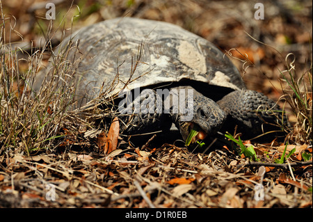 Amerikanische Gopher Schildkröte (Gopherus Polyphemus) Fütterung, Shamrock Naturschutzgebiet, Venice, Florida, USA Stockfoto