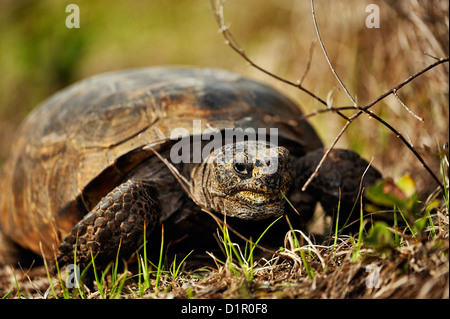 Amerikanische Gopher Schildkröte (Gopherus Polyphemus) Fütterung, Shamrock Naturschutzgebiet, Venice, Florida, USA Stockfoto