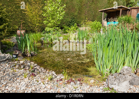 Reife angelegter Gartenteich in der Frühlingssonne, Uk Stockfoto