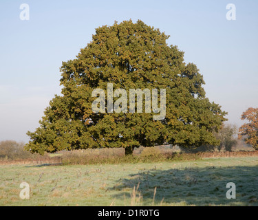 Quercus Robur englische Eiche stehen im Feld Stockfoto