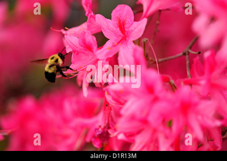 Hummeln (Bombus Spp) Nectaring auf Azalee Blumen, Greater Sudbury, Ontario, Kanada Stockfoto