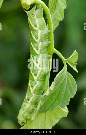 Tomaten-Hornworm (Manduca Quinquemaculata) Raupe Essen Tomatenpflanze, Greater Sudbury, Ontario, Kanada Stockfoto