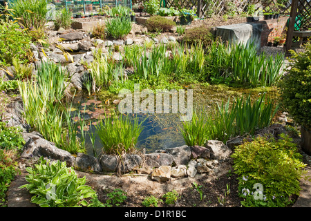 Reife angelegter Gartenteich in der Frühlingssonne, Uk Stockfoto