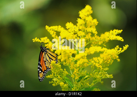 Monarchfalter (danaus Plexippus) Erwachsenen nectaring auf Kanada goldrute Blumen, grössere Sudbury, Ontario, Kanada Stockfoto