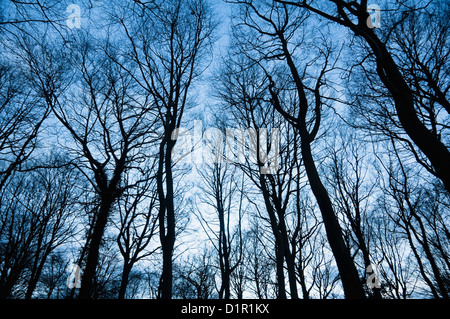 Winter-Holz.  Buche (Fagus Sylvatica) mit einem Stamm und Zweig Maßwerk vor einem winterlichen blauen Himmel abhebt.  UK Stockfoto