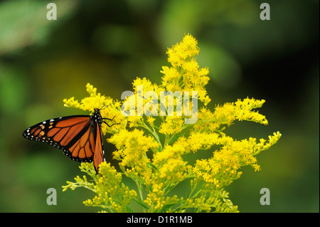 Monarchfalter (danaus Plexippus) Erwachsenen nectaring auf Kanada goldrute Blumen, grössere Sudbury, Ontario, Kanada Stockfoto