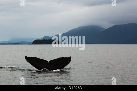 Buckelwal tauchen in Auke Bay, Alaska mit Schwanz angezeigt Stockfoto