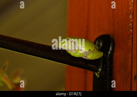 Östlichen graues Treefrog (Hyla versicolor), Greater Sudbury, Ontario, Kanada Stockfoto