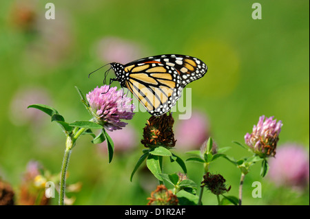 Monarchfalter (Danaus Plexippus) Erwachsene Nectaring auf Klee Blumen, Manitoulin Island - Manitowaning, Ontario, Kanada Stockfoto