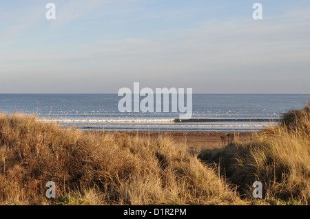 Sanddünen im West Sands, St Andrews Stockfoto