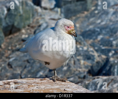 Verschneiten Scheidenschnabel (Chionis Albus), Videla chilenischen Base, antarktische Halbinsel Stockfoto