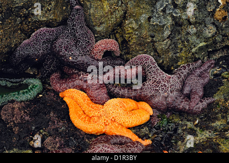 Ocker Seesterne (Pisaster Ochraceus) bei Ebbe, Hope Island, ist Vancouver, British Columbia, Kanada Stockfoto