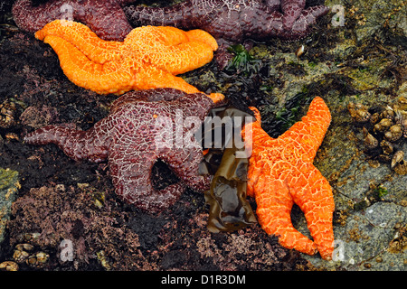 Ocker Seesterne (Pisaster Ochraceus) bei Ebbe, Hope Island, ist Vancouver, British Columbia, Kanada Stockfoto