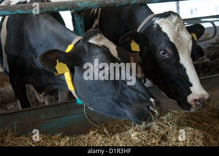 Kühe füttern im großen Kuhstall auf dem Bauernhof Stockfoto
