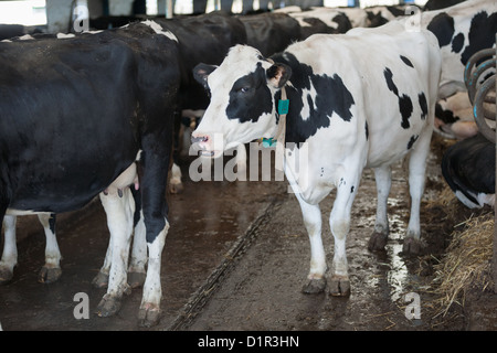 Kühe im großen Kuhstall auf dem Bauernhof Stockfoto