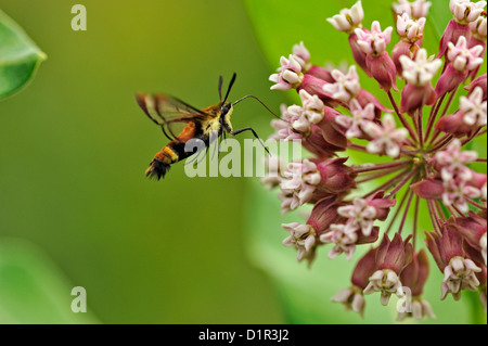 Kolibri Clearwing Moth (Hemaris Thysbe) Nectaring auf gemeinsamen Seidenpflanze (Asclepias Syriaca), größere Sudbury, Ontario Stockfoto