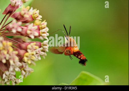 Kolibri Clearwing Moth (Hemaris Thysbe) Nectaring auf gemeinsamen Seidenpflanze (Asclepias Syriaca), größere Sudbury, Ontario Stockfoto