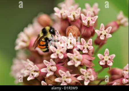 Bumblebeee (Bombus SP.) Nectaring auf gemeinsamen Seidenpflanze (Asclepias Syriaca), Greater Sudbury, Ontario, Kanada Stockfoto