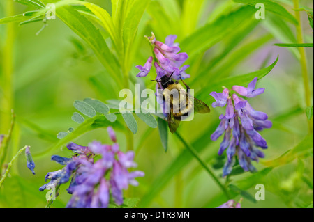 Bumblebeee (Bombus SP.) Nectaring auf wilde Wicke (Vicia spp.), Greater Sudbury, Ontario, Kanada Stockfoto