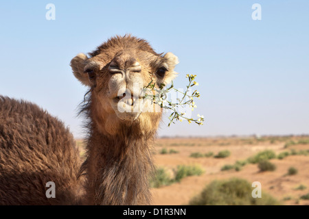 Marokko, M' Hamid, Erg Chigaga. Wüste Sahara. Kamel Essen blühenden Busch. Stockfoto
