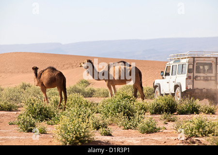 Marokko, M' Hamid, Erg Chigaga Dünen. Wüste Sahara. Kamele Essen blühenden Büschen. 4 x 4 Geländewagen vorbei. Stockfoto