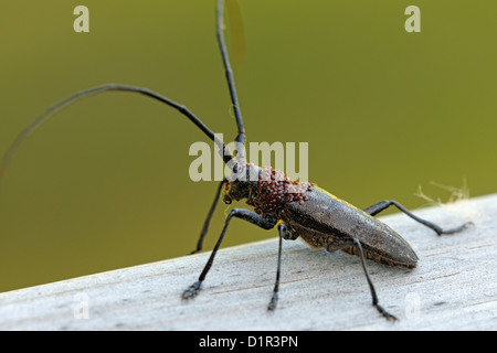 Long-Horn Käfer, Kiefer Sawyer (Monochamus sp) mit Foretic Milben auf Brustkorb, Greater Sudbury, Ontario, Kanada Stockfoto
