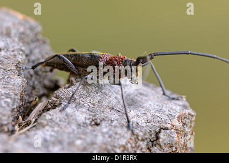 Long-Horn Käfer, Kiefer Sawyer (Monochamus sp) mit Foretic Milben auf Brustkorb, Greater Sudbury, Ontario, Kanada Stockfoto