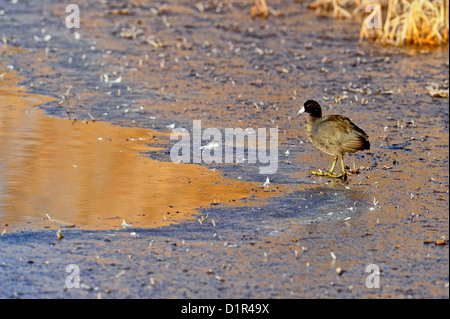 Amerikanische Blässhuhn (Fulica Americana) Nahrungssuche am Rand des eisigen Teich, Bosque Del Apache National Wildlife Refuge, New Mexico, USA Stockfoto