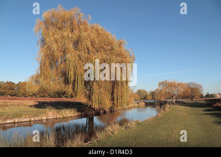 Eine Trauerweide (Salix Babylonica) Baum in der Nähe Leg-of-Mutton Teich in Bushy Park, in der Nähe von Kingston, UK.  November 2012 Stockfoto