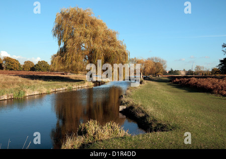 Eine Trauerweide (Salix Babylonica) Baum in der Nähe Leg-of-Mutton Teich in Bushy Park, in der Nähe von Kingston, UK.  November 2012 Stockfoto