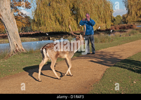 Ein Mann, der immer sehr nah an eine männliche Damhirsche (Buck) in Bushy Park, in der Nähe von Kingston, UK. Stockfoto