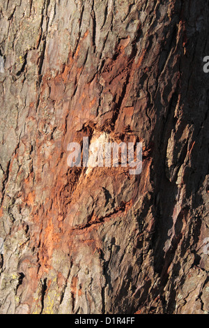 Schäden Sie an einer Rosskastanie Baum getan durch das Geweih des Hirsches in Bushy Park, in der Nähe von Kingston, UK. Stockfoto